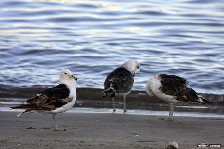 Puerto de Mar del Plata (diciembre 2017)
