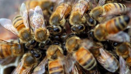 Científico colombiano alerta de crisis alimentaria por desaparición de abejas