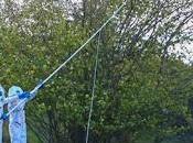 Frente común contra avispa asiática