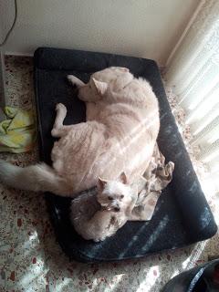 Opinión: Sanytol desinfectante textil