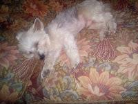 Opinión: Sanytol desinfectante textil