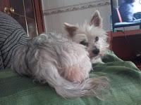 Opinión: Sanytol desinfectante textil