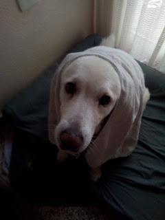 Opinión: Sanytol desinfectante textil