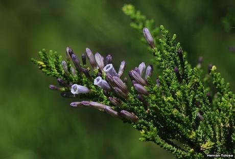 Romero pichi (Fabiana imbricata)