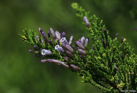 Romero pichi (Fabiana imbricata)