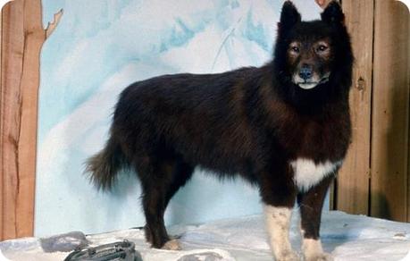 Balto-top-10-animales-mas-famosos-historia