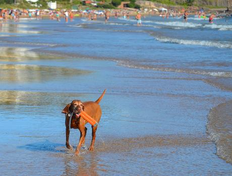 Uruguay: días de playa con perro incluido {Parte I - Punta del Este}