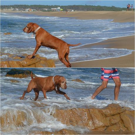 Uruguay: días de playa con perro incluido {Parte I - Punta del Este}