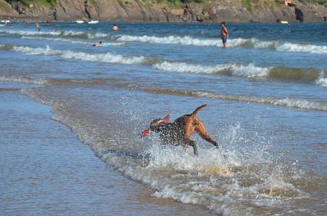 Uruguay: días de playa con perro incluido {Parte I - Punta del Este}