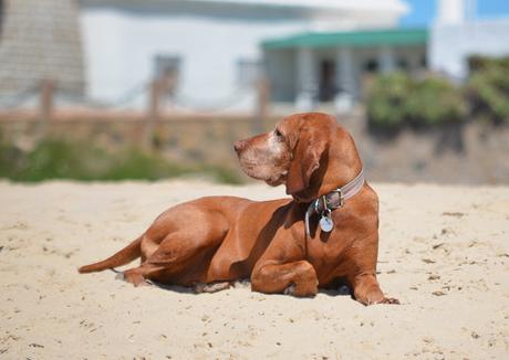 Uruguay: días de playa con perro incluido {Parte I - Punta del Este}