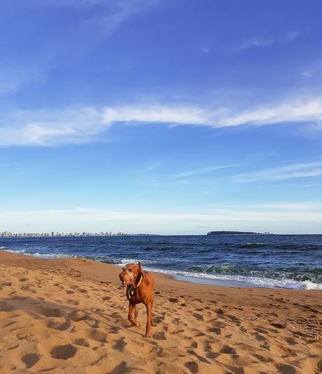 Uruguay: días de playa con perro incluido {Parte I - Punta del Este}