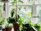Plant Mama