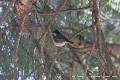 Carbonero garrapinos
