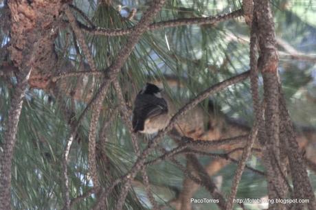 Carbonero garrapinos