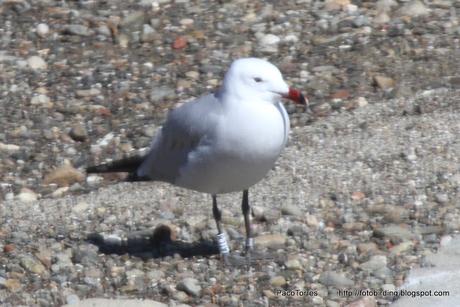 Larus audouinii  con anilla  ATLB