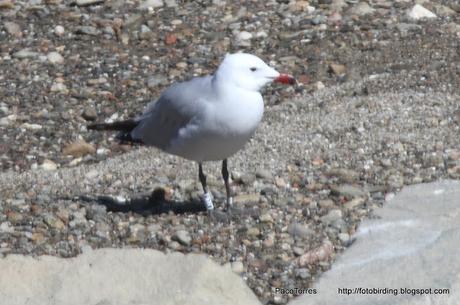 Larus audouinii  con anilla  ATLB