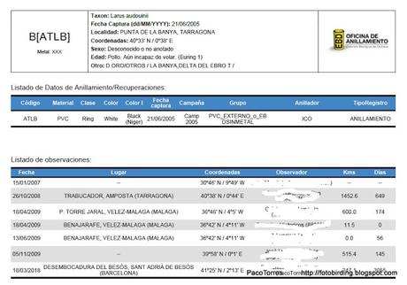 Larus audouinii  con anilla  ATLB