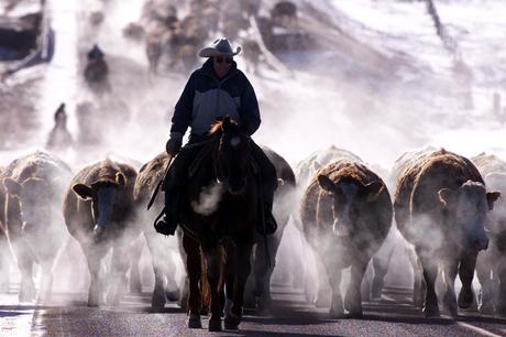 cowboy y gauchos la nación