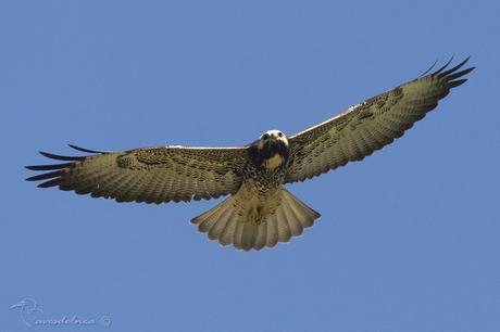 Aguilucho alas largas (White-tailed hawk) Geranoaetus albicaudatus