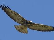 Aguilucho alas largas (White-tailed hawk) Geranoaetus albicaudatus