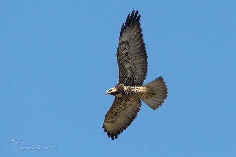 Aguilucho alas largas (White-tailed hawk) Geranoaetus albicaudatus