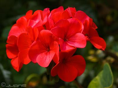 Sanación Más Allá de la Muerte