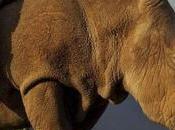 Muere último rinoceronte macho mundo