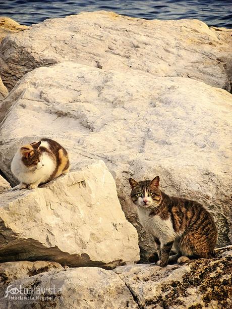 Gatos marineros - Fotografía artística