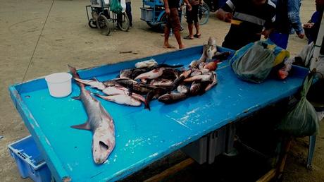 2017 ECUADOR (y III) dav