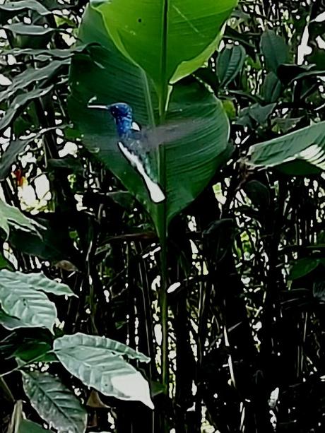 2017 ECUADOR (y III) mde