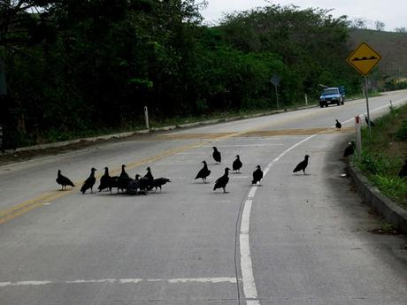 2017 ECUADOR (y III) IMG_3595