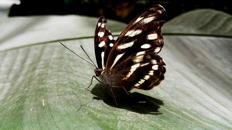 2017 ECUADOR (y III) dav