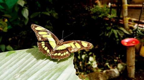 2017 ECUADOR (y III) dav