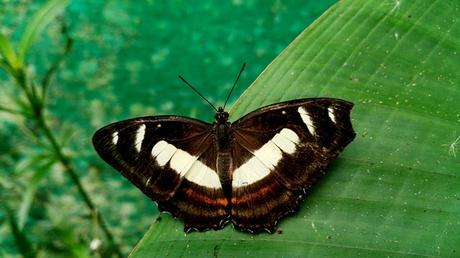 2017 ECUADOR (y III) dav