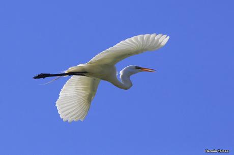 Percance en la laguna