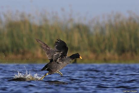 Percance en la laguna