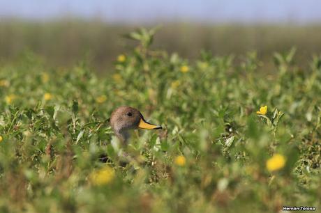 Percance en la laguna