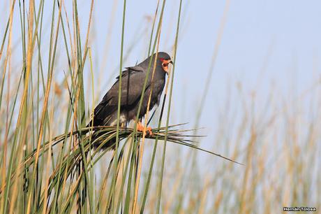 Percance en la laguna