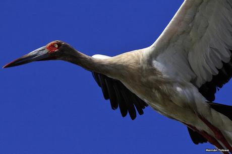 Percance en la laguna