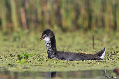 Percance en la laguna