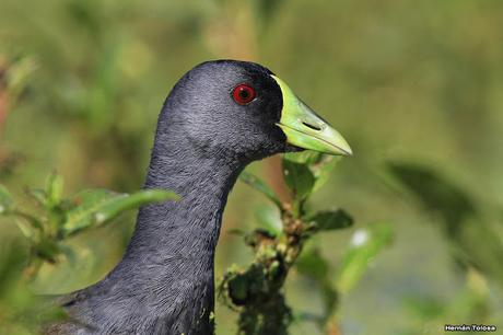 Percance en la laguna