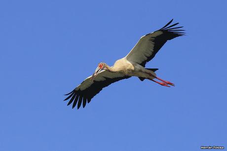 Percance en la laguna
