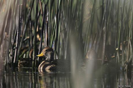 Percance en la laguna
