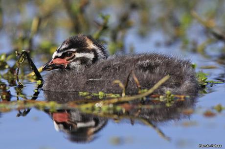 Percance en la laguna