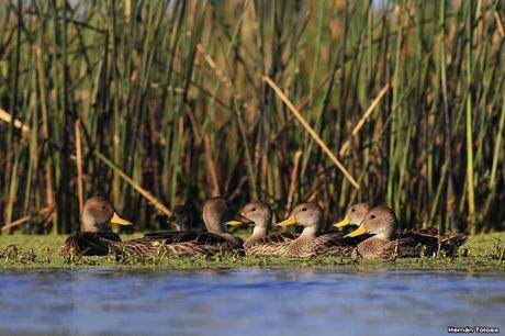 Percance en la laguna