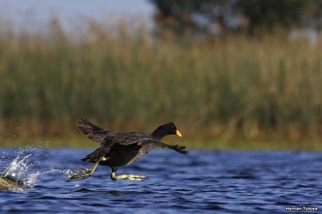 Percance en la laguna