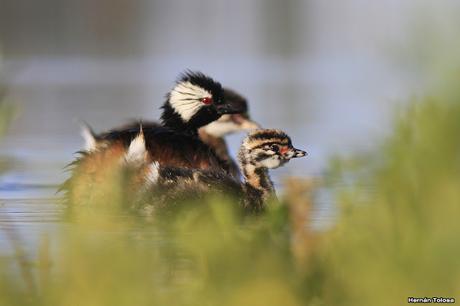 Percance en la laguna