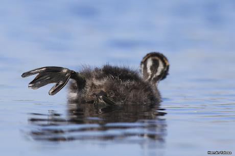 Percance en la laguna