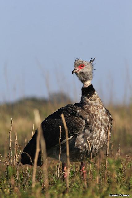 Percance en la laguna