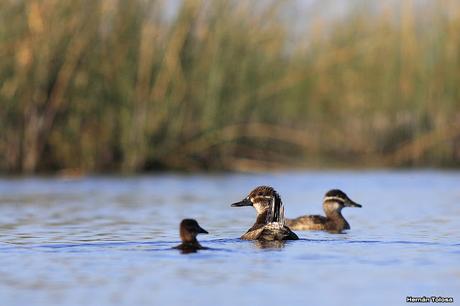 Percance en la laguna